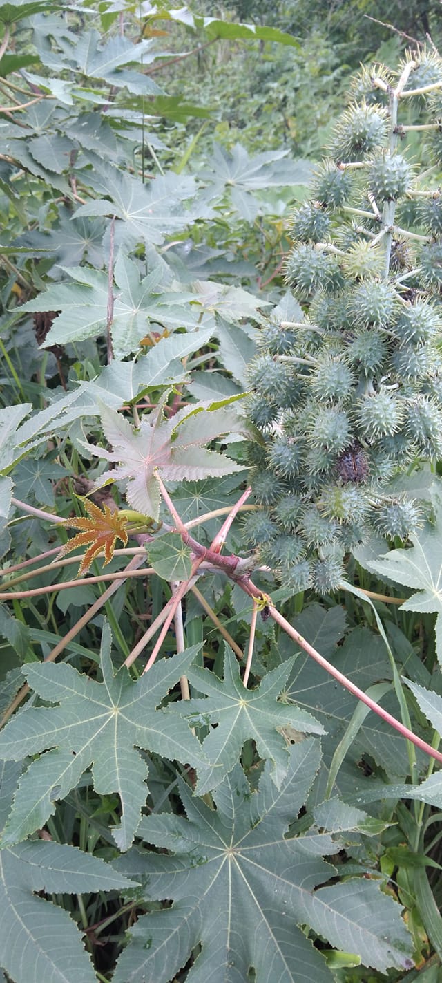 umhlakuva umuthi wenzani uses isithombe